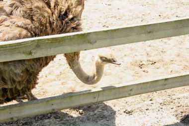 Afrika devekuşu kümes hayvanları çiftliğinde yürüyor.