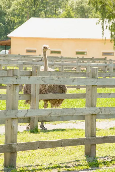 Africano Hermoso Avestruz Grande Camina Granja Avícola — Foto de Stock