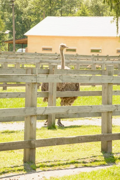 Africano Hermoso Avestruz Grande Camina Granja Avícola — Foto de Stock