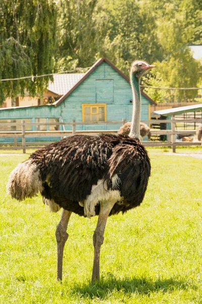 Afrikaanse Mooie Grote Struisvogel Wandelingen Pluimveehouderij — Stockfoto