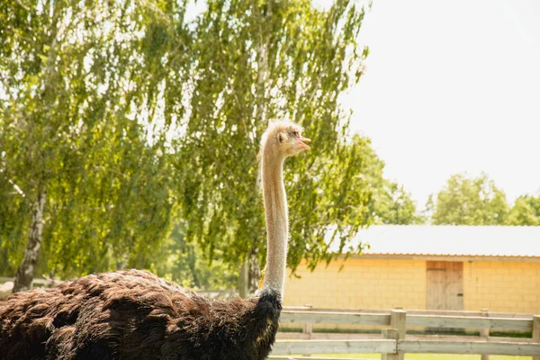 Africano Hermoso Avestruz Grande Camina Granja Avícola — Foto de Stock