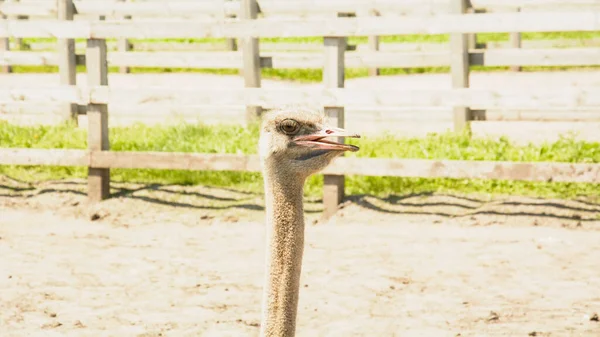 African Beautiful Big Ostrich Walks Poultry Farm — Stock Photo, Image