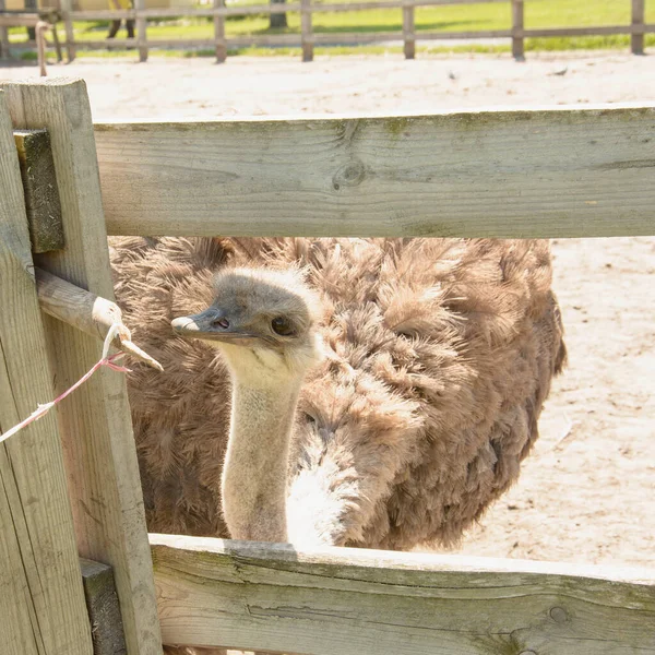 African Beautiful Big Ostrich Walks Poultry Farm — Stock Photo, Image