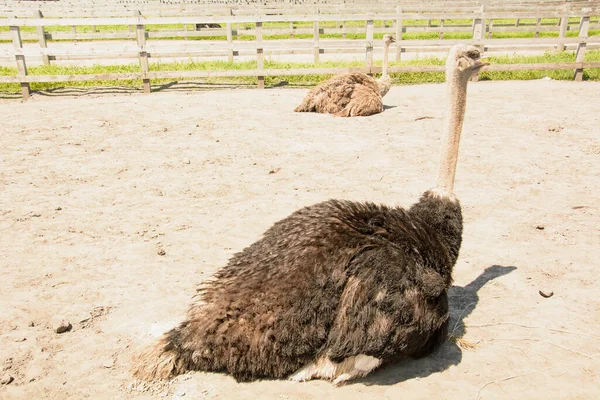 African Beautiful Big Ostrich Walks Poultry Farm — Stock Photo, Image