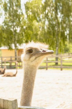 Afrika devekuşu kümes hayvanları çiftliğinde yürüyor.