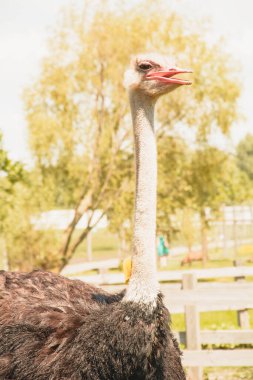 Afrika devekuşu kümes hayvanları çiftliğinde yürüyor.
