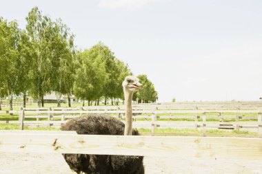 Afrika devekuşu kümes hayvanları çiftliğinde yürüyor.