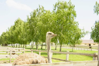 Afrika devekuşu kümes hayvanları çiftliğinde yürüyor.