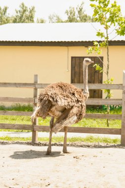 Afrika devekuşu kümes hayvanları çiftliğinde yürüyor.