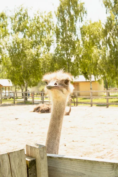 African Beautiful Big Ostrich Walks Poultry Farm — Stock Photo, Image