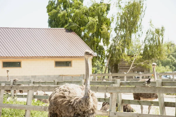 Africano Hermoso Avestruz Grande Camina Granja Avícola — Foto de Stock