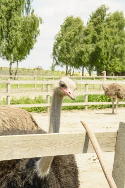 Afrika devekuşu kümes hayvanları çiftliğinde yürüyor.