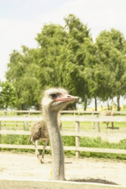 Afrika devekuşu kümes hayvanları çiftliğinde yürüyor.