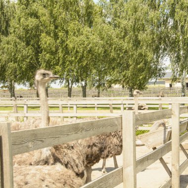Afrika devekuşu kümes hayvanları çiftliğinde yürüyor.