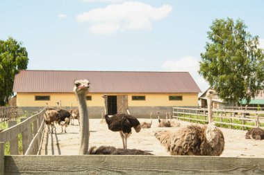 Afrika devekuşu kümes hayvanları çiftliğinde yürüyor.