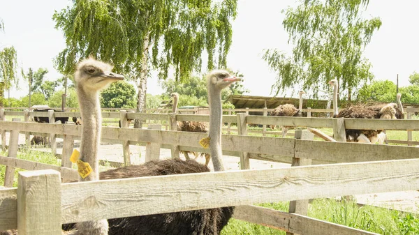 African Beautiful Big Ostrich Walks Poultry Farm — Stock Photo, Image