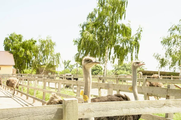 Afrikanische Schöne Große Straußenspaziergänge Der Geflügelfarm — Stockfoto