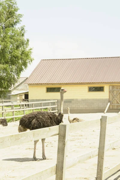 Africano Hermoso Avestruz Grande Camina Granja Avícola —  Fotos de Stock