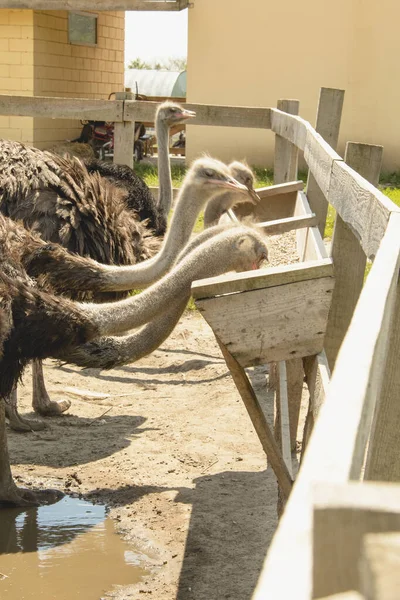 Afrika Indah Burung Unta Berjalan Peternakan Unggas — Stok Foto