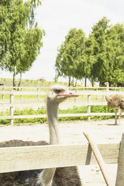 Africano Hermoso Avestruz Grande Camina Granja Avícola — Foto de Stock