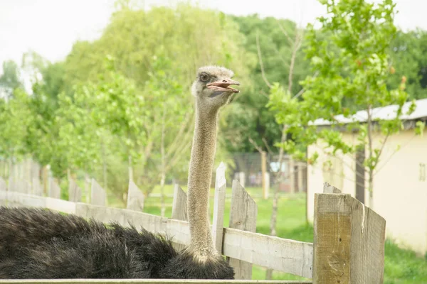 African Beautiful Big Ostrich Walks Poultry Farm — Stock Photo, Image