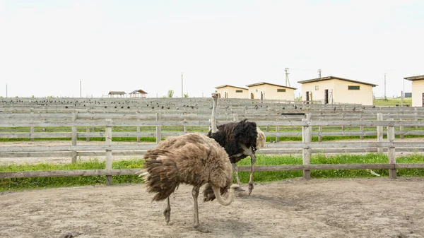 Africano Hermoso Avestruz Grande Camina Granja Avícola —  Fotos de Stock