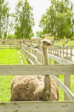 Afrika devekuşu kümes hayvanları çiftliğinde yürüyor.