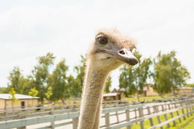 Afrika devekuşu kümes hayvanları çiftliğinde yürüyor.