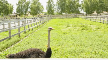 Afrika devekuşu kümes hayvanları çiftliğinde yürüyor.