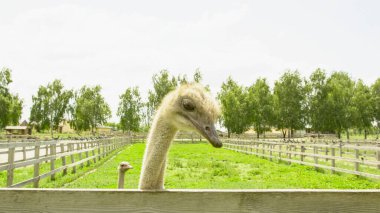 Afrika devekuşu kümes hayvanları çiftliğinde yürüyor.