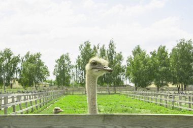 Afrika devekuşu kümes hayvanları çiftliğinde yürüyor.