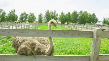 Afrika devekuşu kümes hayvanları çiftliğinde yürüyor.