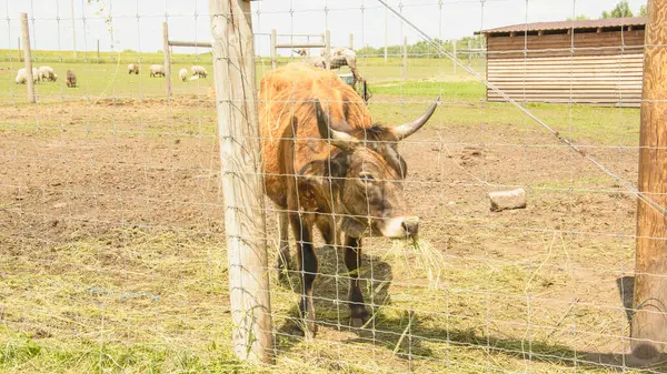 Hermosa Vaca Cuernos Lindo Grande Granja —  Fotos de Stock