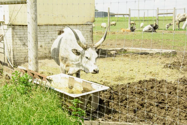 Bella Grande Mucca Cornuta Carino Azienda Agricola — Foto Stock