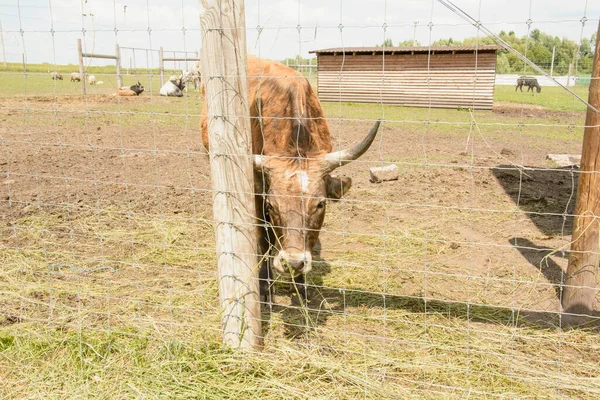 Hermosa Vaca Cuernos Lindo Grande Granja —  Fotos de Stock