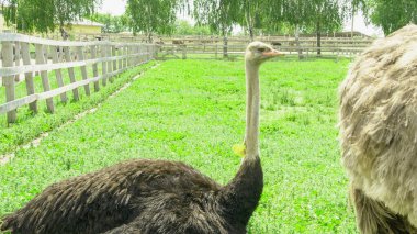 Afrika devekuşu kümes hayvanları çiftliğinde yürüyor.