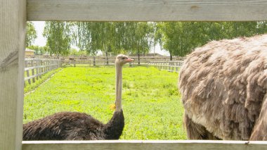 Afrika devekuşu kümes hayvanları çiftliğinde yürüyor.