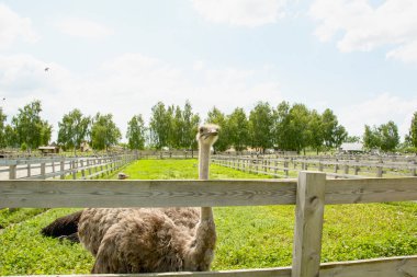 Afrika devekuşu kümes hayvanları çiftliğinde yürüyor.