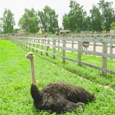 Afrika devekuşu kümes hayvanları çiftliğinde yürüyor.