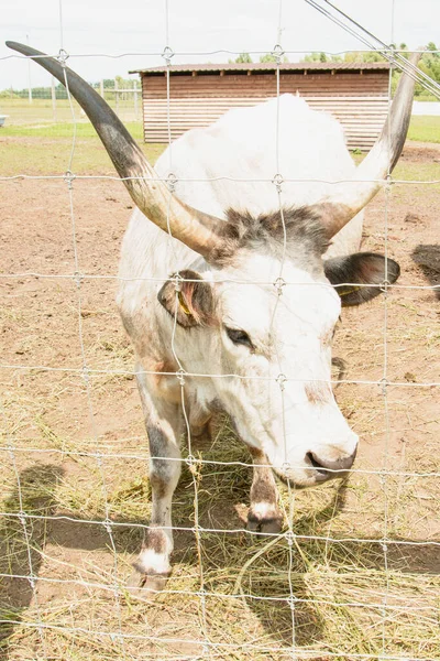 Schöne Große Süße Gehörnte Kuh Auf Dem Bauernhof — Stockfoto