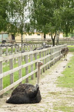 Afrika devekuşu kümes hayvanları çiftliğinde yürüyor.