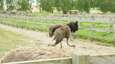 Afrika devekuşu kümes hayvanları çiftliğinde yürüyor.