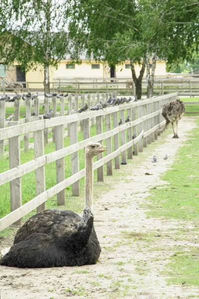 Africano Hermoso Avestruz Grande Camina Granja Avícola — Foto de Stock