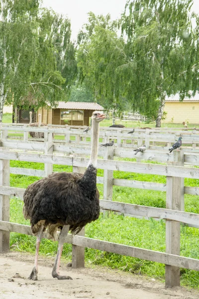 Afrika Indah Burung Unta Berjalan Peternakan Unggas — Stok Foto