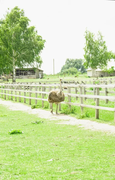 African Beautiful Big Ostrich Walks Poultry Farm — Stock Photo, Image