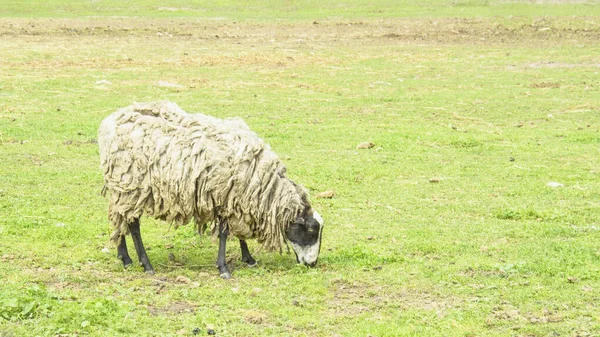 Красиві Домашні Милі Вівці Фермі — стокове фото