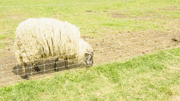 Gyönyörű Házi Aranyos Birka Gazdaságban — Stock Fotó