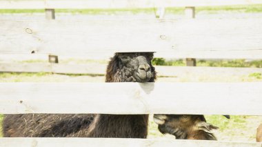Çiftlikteki güzel, sevimli, evcilleştirilmiş lama