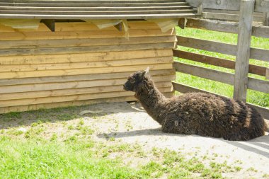 Çiftlikteki güzel, sevimli, evcilleştirilmiş lama