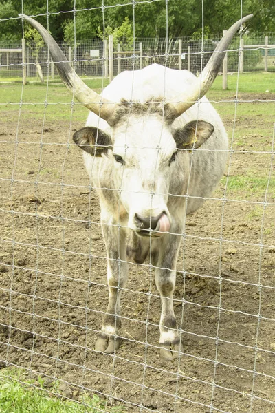 Bella Grande Mucca Cornuta Carino Azienda Agricola — Foto Stock